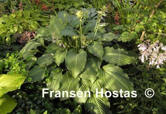 Hosta Rippled Treasure